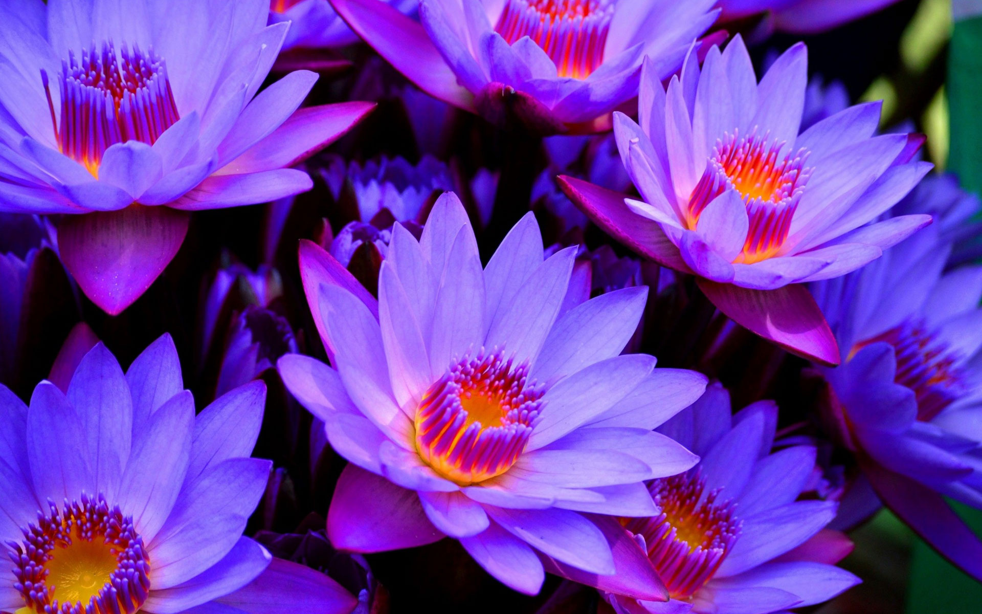 Букет синіх лотусів