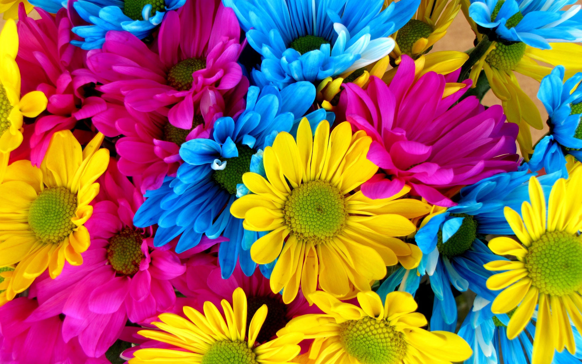 Різнобарвні хризантеми